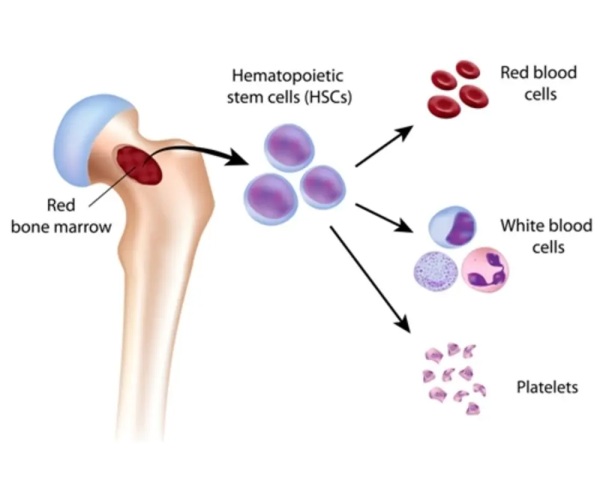 Diagram of the hematologic system